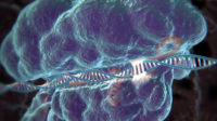 La technique d’édition génétique « CRISPR-Cas9 » endommage l’ADN : un danger « sous-estimé »