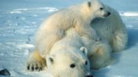 Ours polaire climato alarmistes Arctique