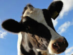 L’économie « verte » plus chimique qu’il n’y paraît : les vaches britanniques seront traitées pour réduire leurs émissions de méthane