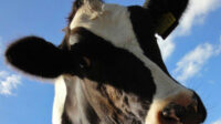 vaches traitées émissions méthane