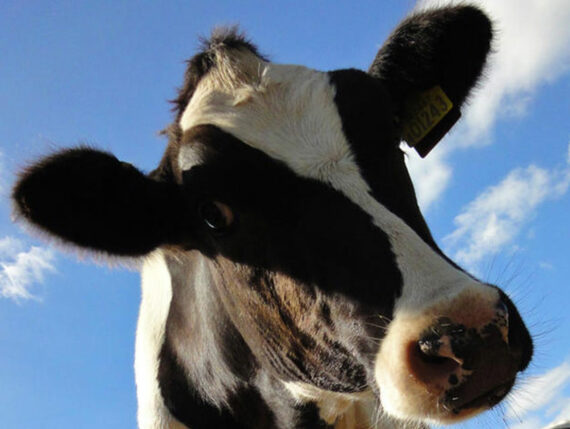 vaches traitées émissions méthane