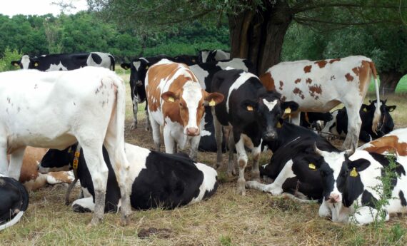 vaches viande réduction carbone