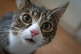 En Angleterre, une élève a été traitée de « méprisable » pour en avoir interpellé une autre qui s’identifie comme chat