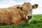 Au nom du « net-zéro carbone », vers le massacre de 200.000 vaches en Irlande