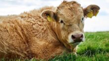 carbone massacre vaches Irlande