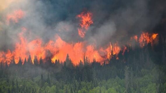 incendie Canada forêt écologisme