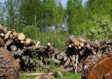 16 millions d’arbres abattus en Ecosse pour faire de la place aux éoliennes