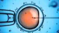 Des embryons artificiels dans dix ans, selon un biologiste japonais