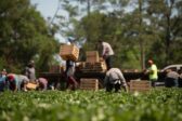 Royaume-Uni : les agriculteurs ne trouvent plus que des étrangers pour la cueillette