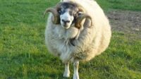 réensauvagement élevage moutons Dartmoor