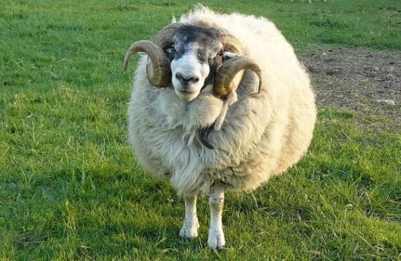 réensauvagement élevage moutons Dartmoor