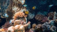 coraux résistent changement climat