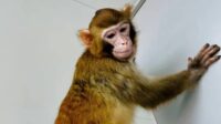 singe cloné Chine survit