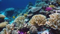 Il y a 25 % de récifs coralliens de plus qu’on ne le pensait, et ils sont fort résistants