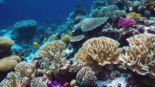25 récifs coralliens plus