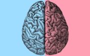 Il y a une différence entre un cerveau de femme et un cerveau d’homme, l’IRM permet de le constater