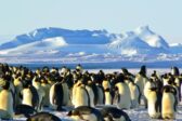 Le paradis blanc de l’Antarctique menacé ?