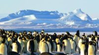 Paradis Blanc Antarctique Menacé