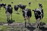 Climat : le Danemark crée la première taxe carbone pour le bétail