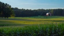 Covid Missouri agricoles Chine