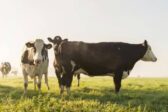 Le Danemark empoisonne-t-il ses vaches pour sauver le climat ?