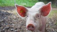 FDA approuve porc OGM