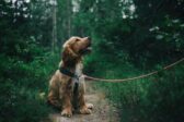 La chienne, la princesse et Peta : le scandale des animaux de compagnie