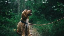 chienne princesse scandale animaux