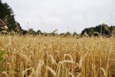 Guerre larvée : deux Chinois poursuivis aux Etats-Unis pour « agro-terrorisme » avec un champignon
