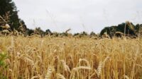 Chinois poursuivis Etats-Unis agro-terrorisme