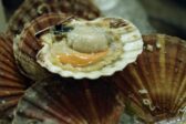 Après les naissains d’huître, une écloserie de coquilles Saint-Jacques