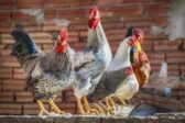 8.250 poules abattues à cause… d’une poussière