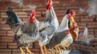 8.250 poules abattues poussière