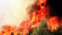 Incendies forêt plus mégafeux