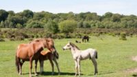 Mutilation de chevaux en Normandie : un homme en garde à vue