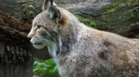 Des animaux de compagnie pour nourrir les prédateurs ?