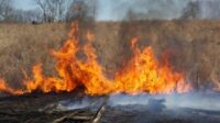 réensauvagement tourbières incendies incontrôlables