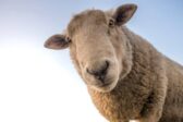 Trois Comoriens égorgent un mouton dans un parc marseillais