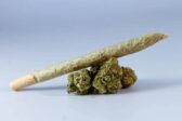 Etude : le cannabis dangereux pour la fertilité
