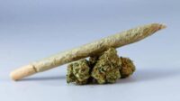 Etude cannabis dangereux fertilité