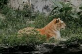 Réalité virtuelle : un zoo belge sans animaux