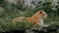 Réalité virtuelle zoo belge