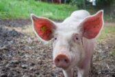 7 ans de prison pour trois Anglais qui ont déposé des têtes de porcs chez des musulmans