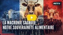 Macronie sacrifie souveraineté alimentaire