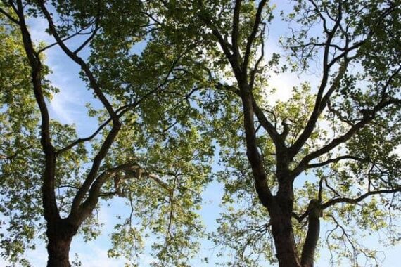 paganisme universitaire droits arbres