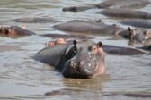 Colombie : les hippopotames invasifs de Pablo Escobar vont être abattus
