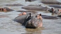 Colombie hippopotames Escobar abattus