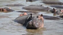 Colombie hippopotames Escobar abattus