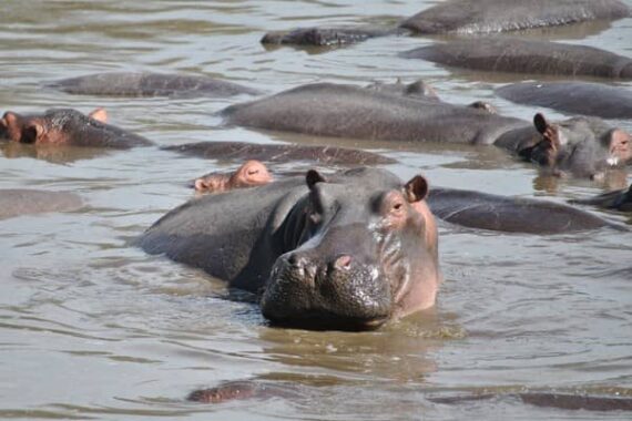 Colombie hippopotames Escobar abattus