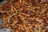284 millions d’euros de fonds publics dilapidés dans la farine d’insectes